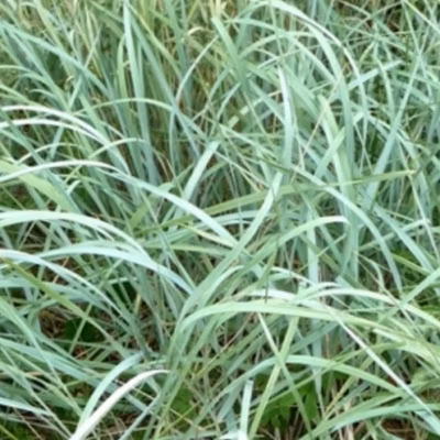6 x Graminée ornementale – Agropyron magellanicum  – godet 9cm x 9cm