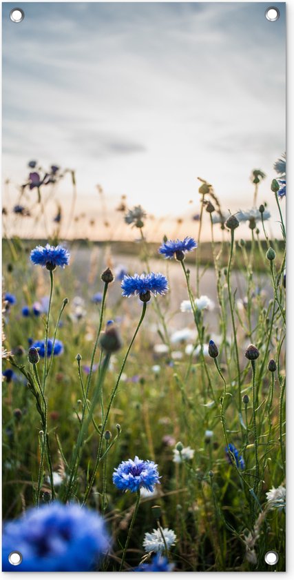 Fleurs – Été – Bleuet – Blauw – Soleil – Nuages