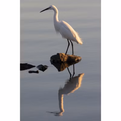 Tableau sur toile aigrette 30×45 cm Fabriqué en France