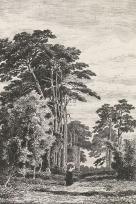 ESTAhome papier peint panoramique paysage boisé noir et blanc 186 x 279 cm