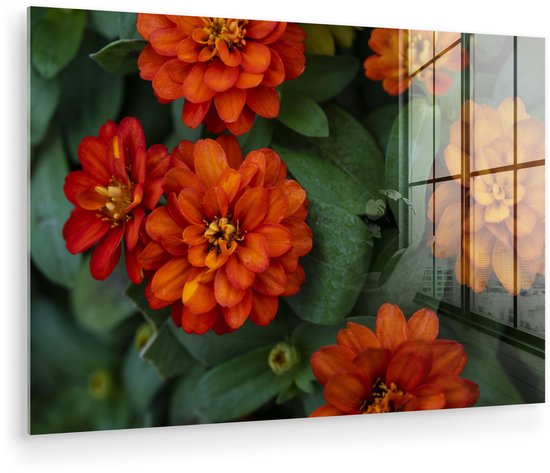 Fleurs de zinnia orange Plexiglas 30×20 cm – petit – Tirage photo sur verre (décoration murale en plexiglas)