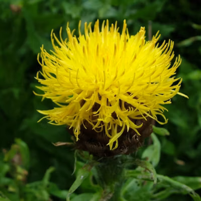 6 x Centaurée à grosses têtes – Centaurea macrocephala  – godet 9cm x 9cm