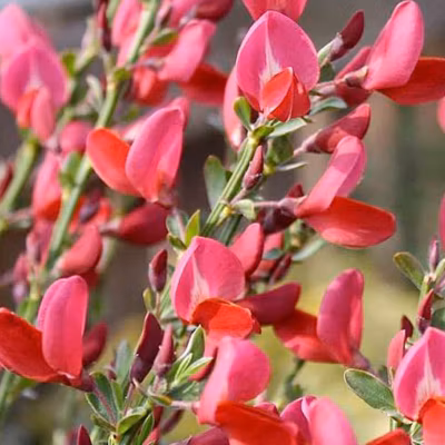 2 x Genêt &lsquo;Boskoop Ruby&rsquo; – Cytisus &lsquo;Boskoop Ruby&rsquo;  – 40-60 cm pot