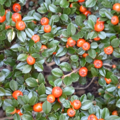 2 x Cotonéaster radicans &lsquo;Eichholz&rsquo; – Cotoneaster radicans &lsquo;Eichholz&rsquo;  – 20-30 cm pot