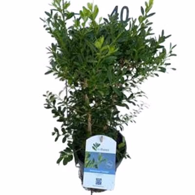 2 x BetterBuxus Skylight – Buxus betterbuxus &lsquo;Skylight&rsquo;  – 25-30 cm pot